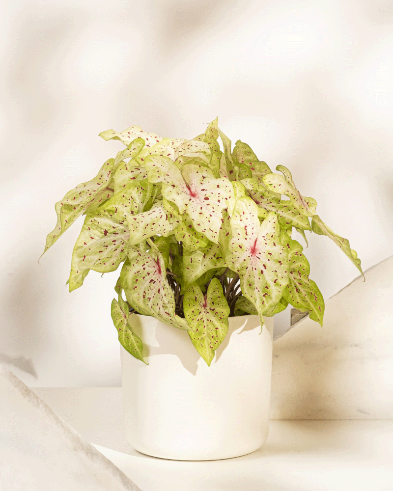feey-caladium-miss-muffet-buntblatt-zimmerpflanze-gro image 8