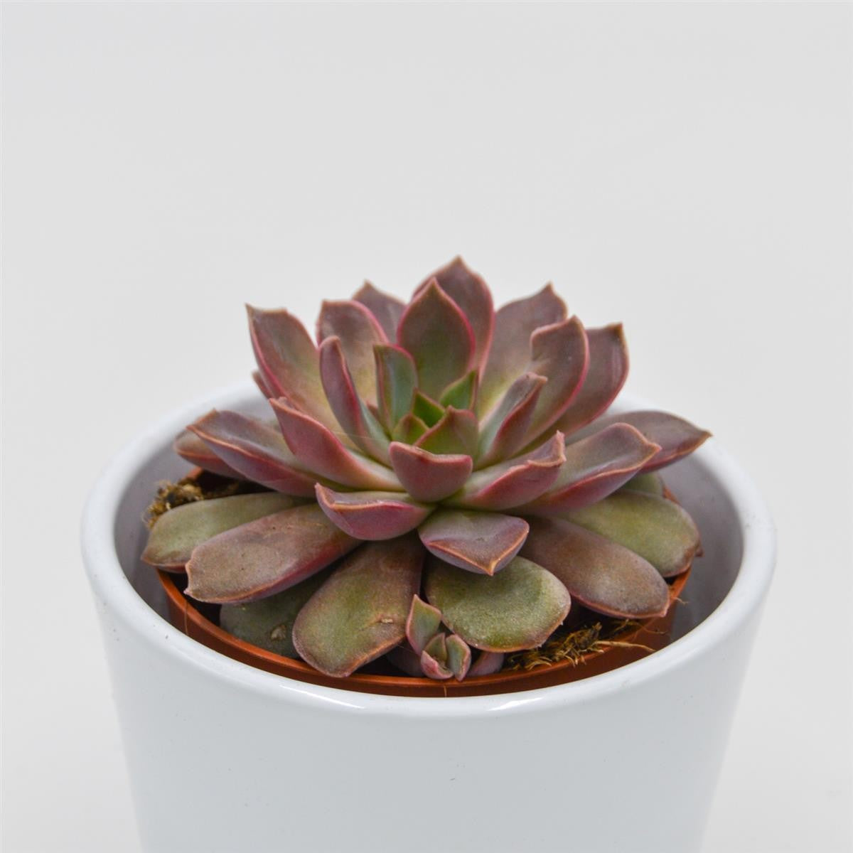 pasiora-echeveria-mina-echeverie-8-5cm-topf image 2