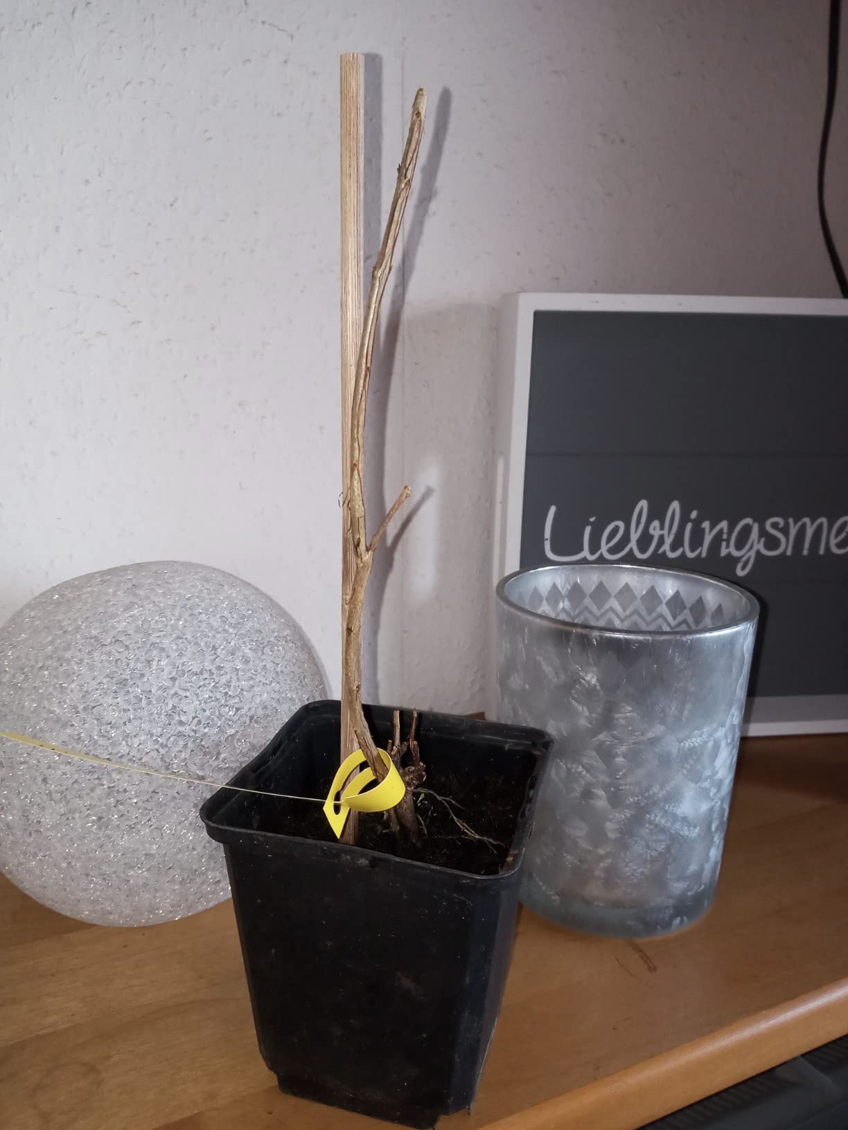 Exot im Garten