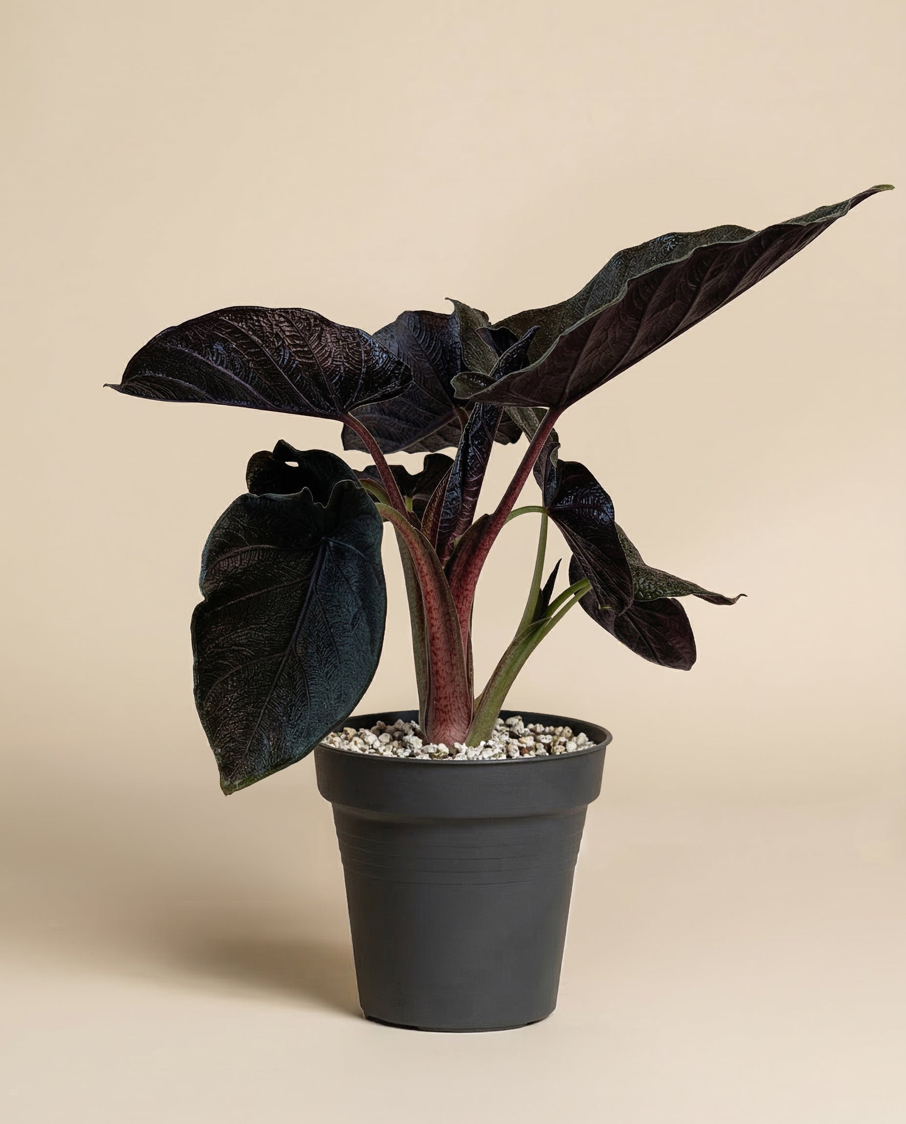 feey-alocasia-antoro-velvet-zimmerpflanze image 3