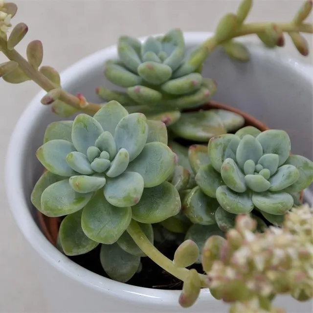pasiora-sedum-clavatum-sukkulente-8-5cm-topf image 1