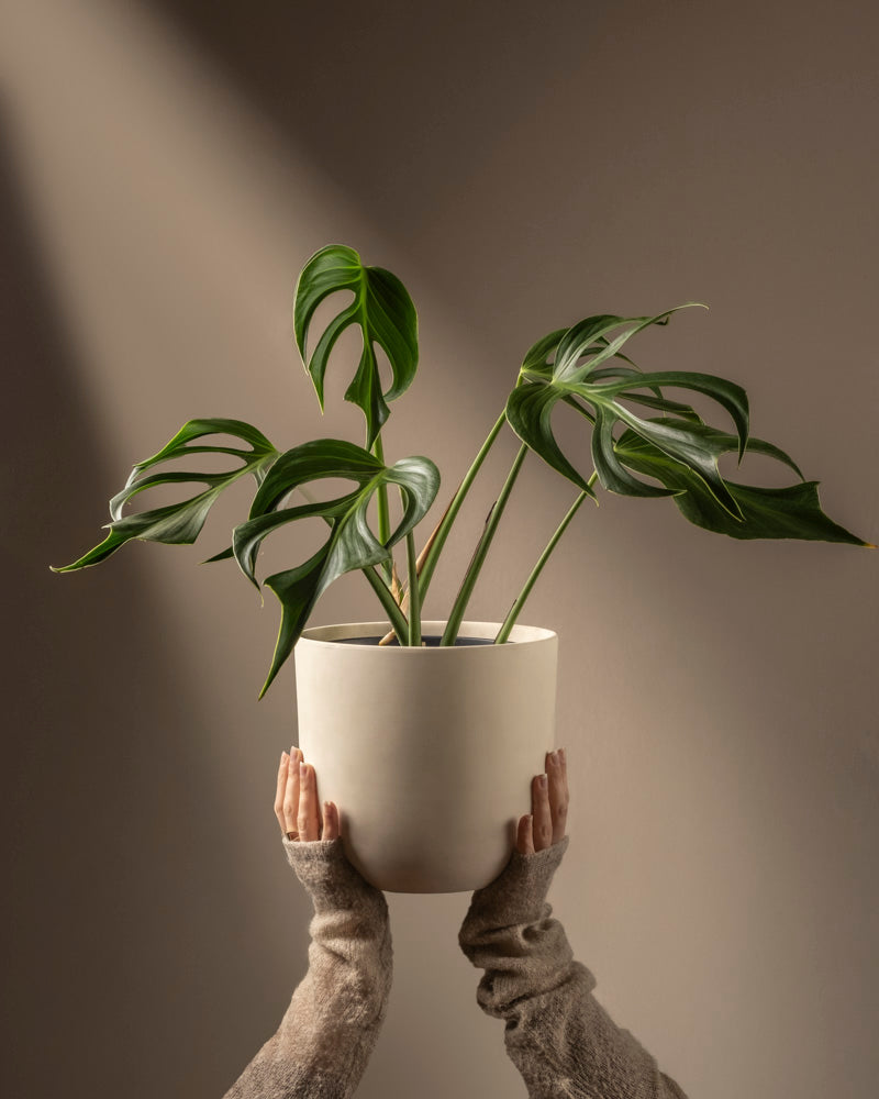 feey-monstera-burle-marx-flame-rarit-t-gro image 1