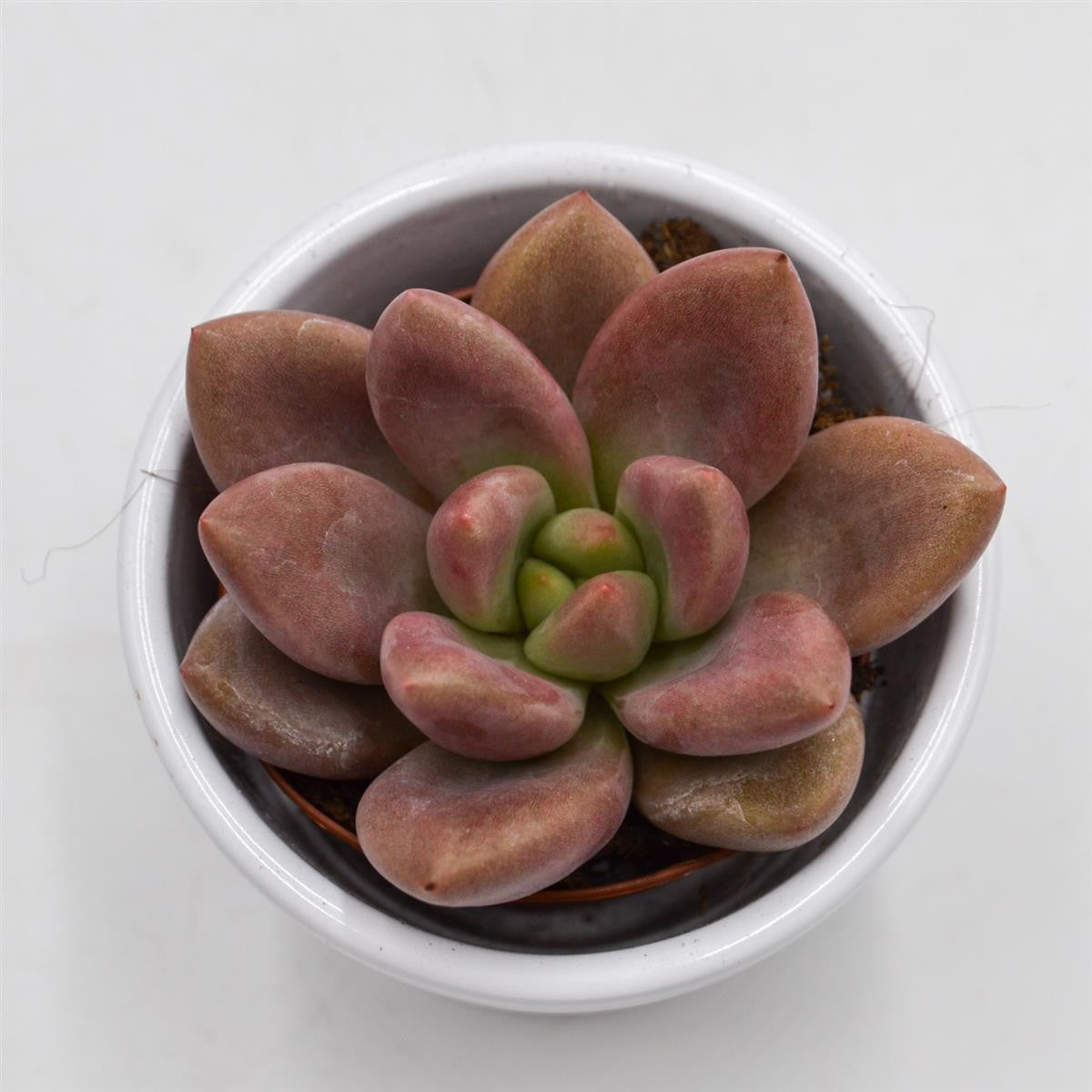 pasiora-x-graptoveria-pink-donna-sukkulente-5-5cm image 2