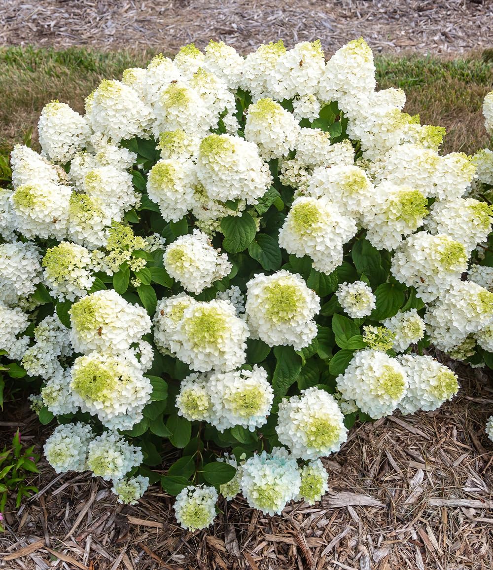 baldur-garten-rispenhortensie-little-hottie-im-9x9-cm-topf image 2