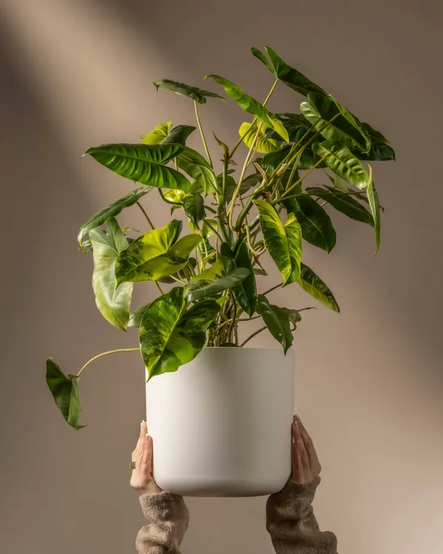 feey-philodendron-burle-marx-variegata-rarit-t-40-50-cm image 1