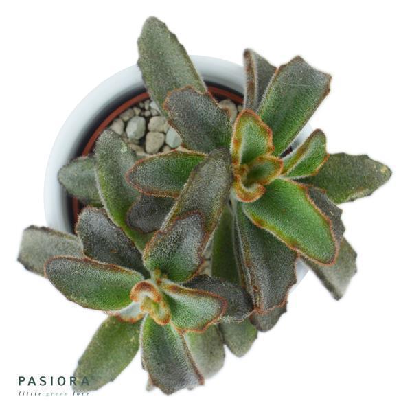 pasiora-konnichiwa-kalanchoe-sukkulenten-set-5-st-ck-6cm image 8