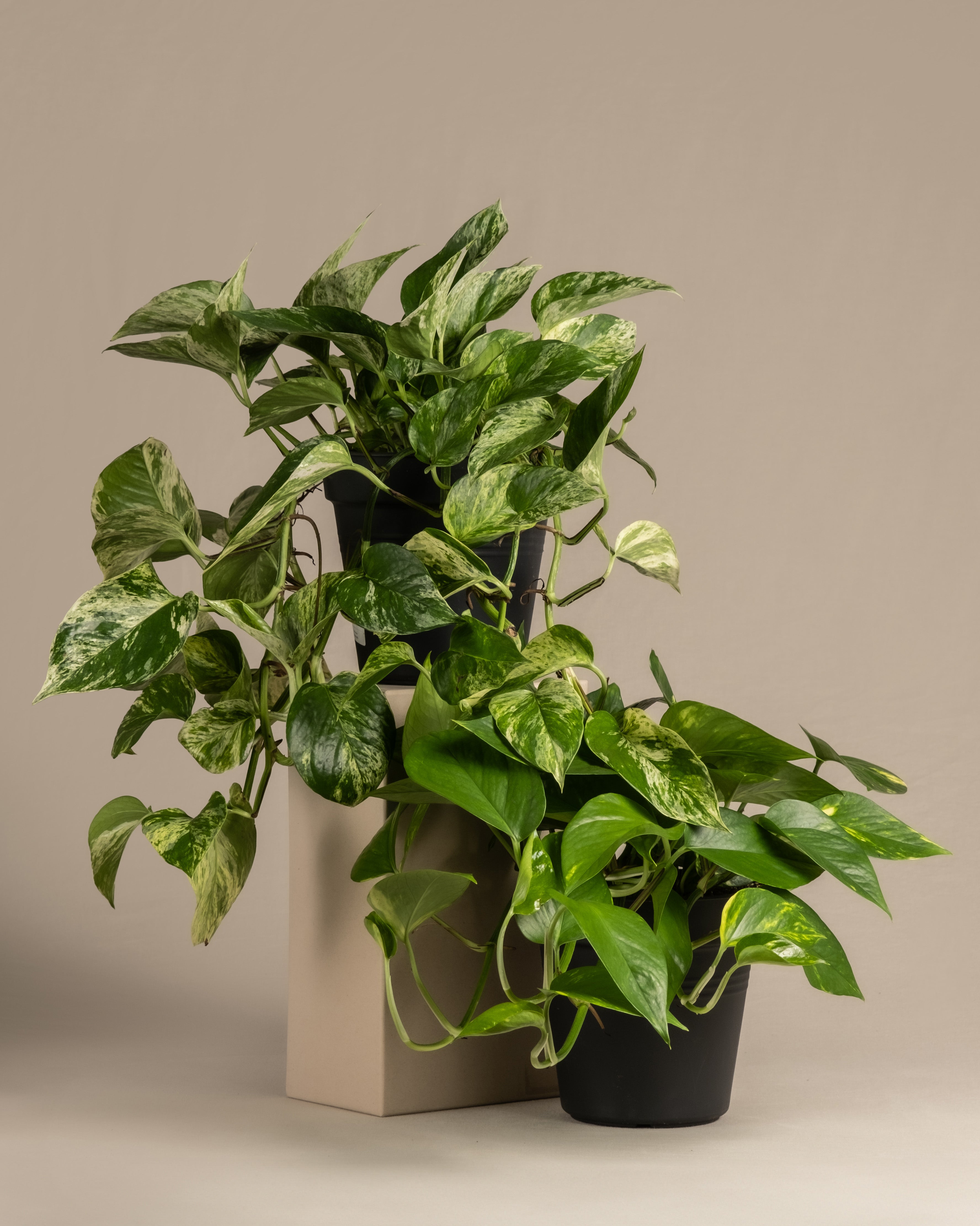 feey-h-nger-duo-efeutute-2x-gro-e-epipremnum-inkl-marble-queen image 3