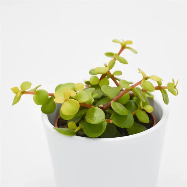 pasiora-portulacaria-afra-lemon-speckbaum-8-5cm image 1