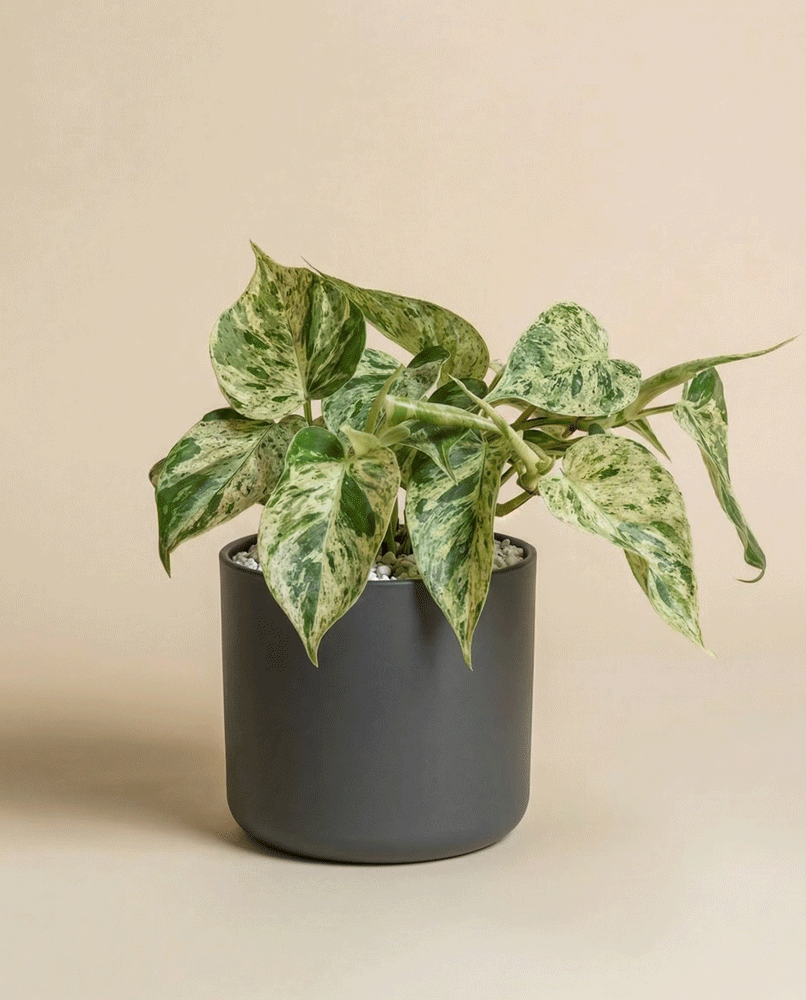 feey-philodendron-oxycardium-variegata-schweizer-zimmerpflanze image 6