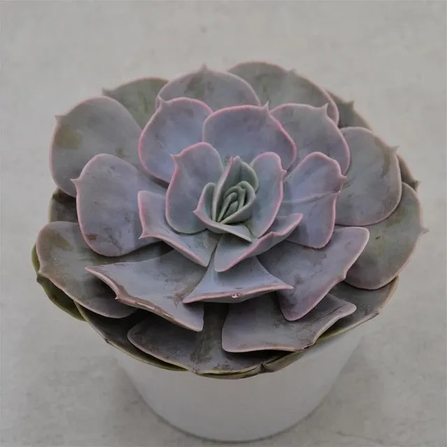 pasiora-echeveria-pollux-sukkulente-12cm-topf image 1