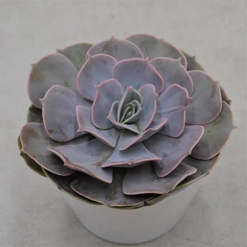 pasiora-echeveria-pollux-sukkulente-12cm-topf image 1