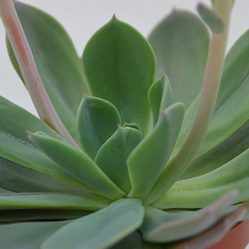pasiora-echeveria-blue-prince-sukkulente-8-5cm-topf image 1