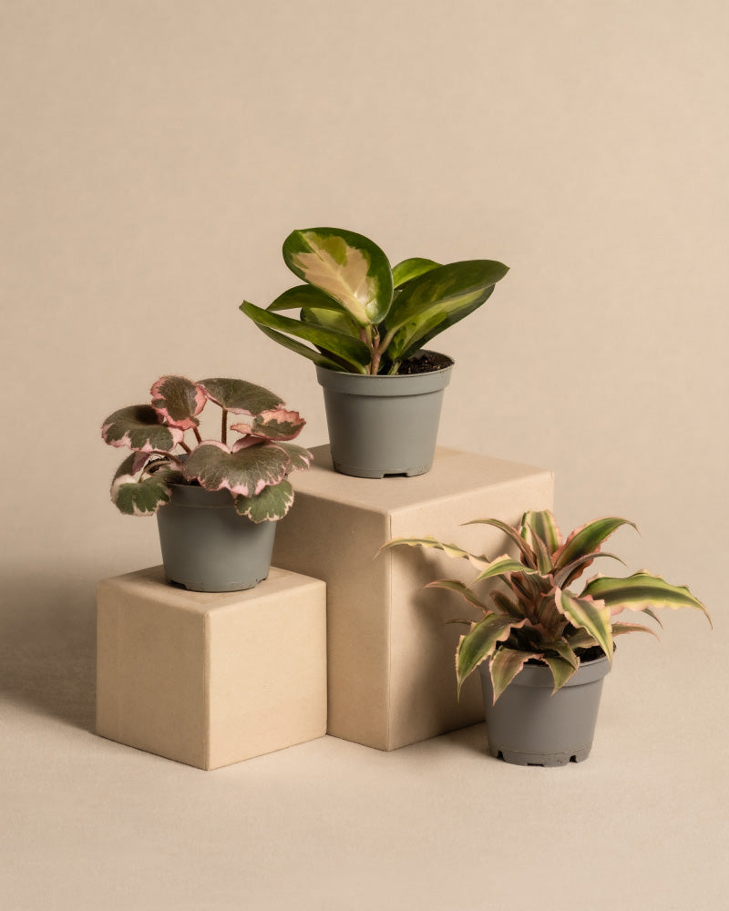 feey-rosa-babypflanzen-3er-set-mit-cryptanthus-hoya-saxifraga image 3