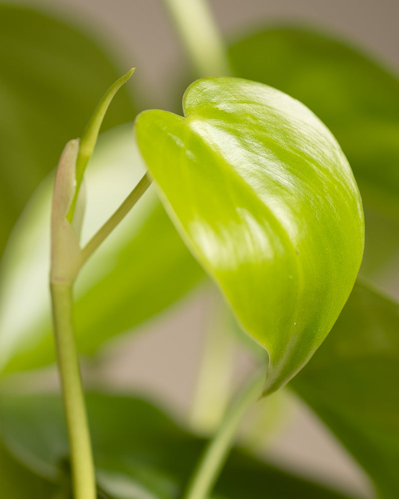 feey-philodendron-scandens-baumfreund-h-ngepflanze image 2