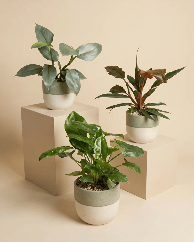 feey-schweizer-philodendron-trio-pluto-hastatum-burle-marx-set image 5