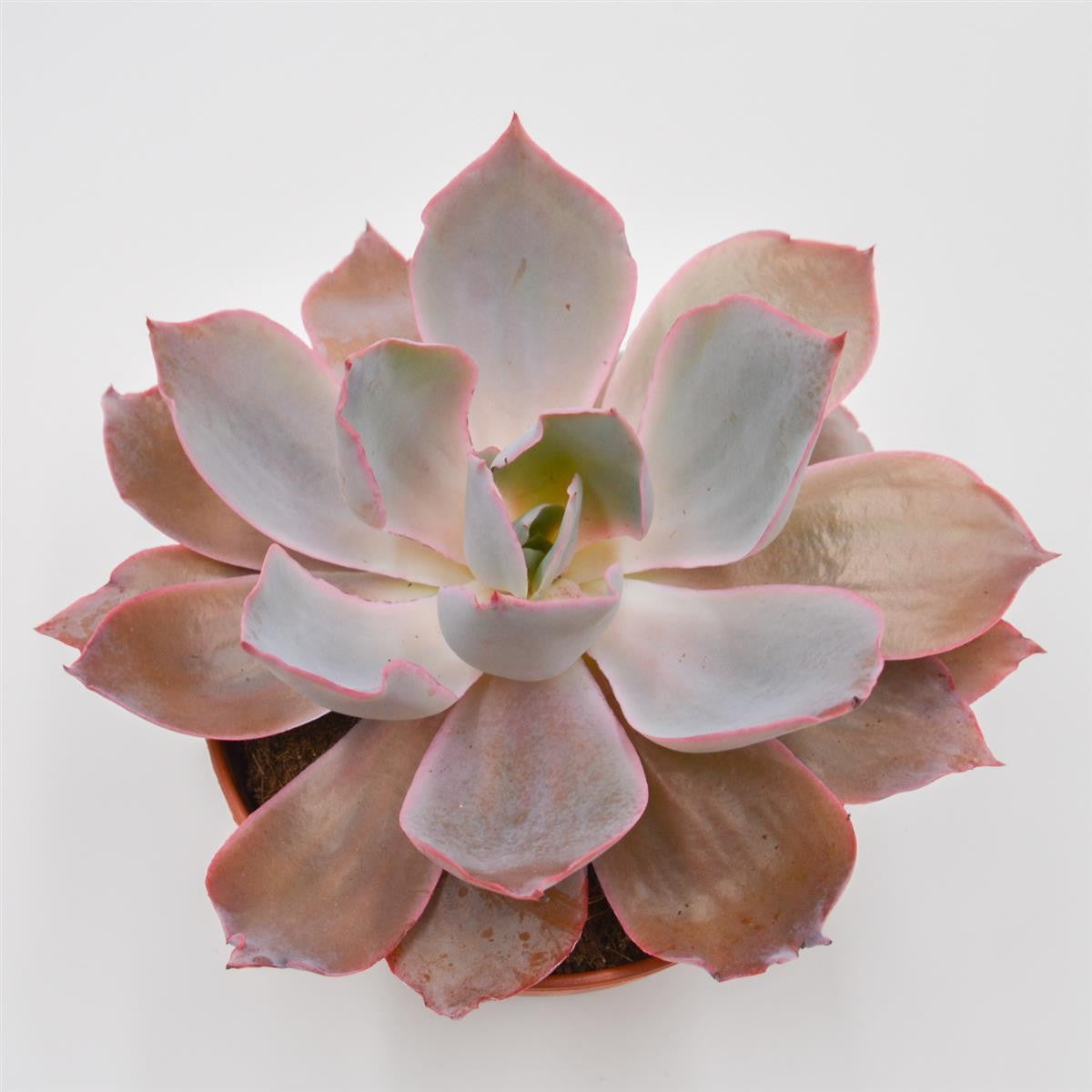pasiora-echeveria-afterglow-sukkulente-15-cm-xxl-rosette image 1