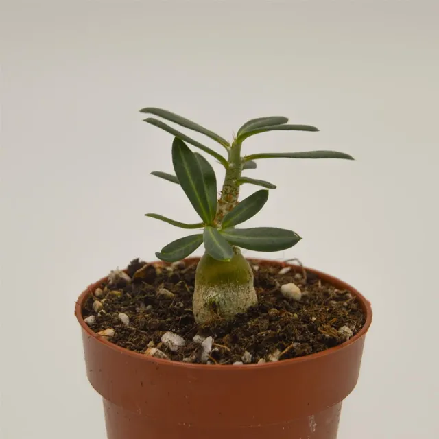 pasiora-pachypodium-succulentum-sukkulente-8-5cm image 1