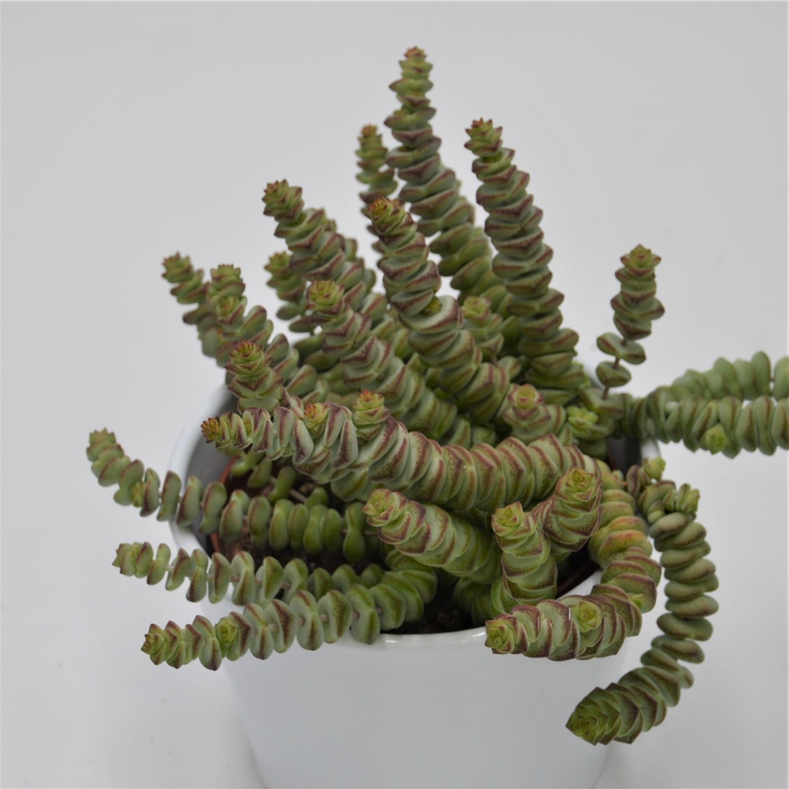 pasiora-crassula-rupestris-marnieriana-sukkulente-8-5-cm-topf image 1