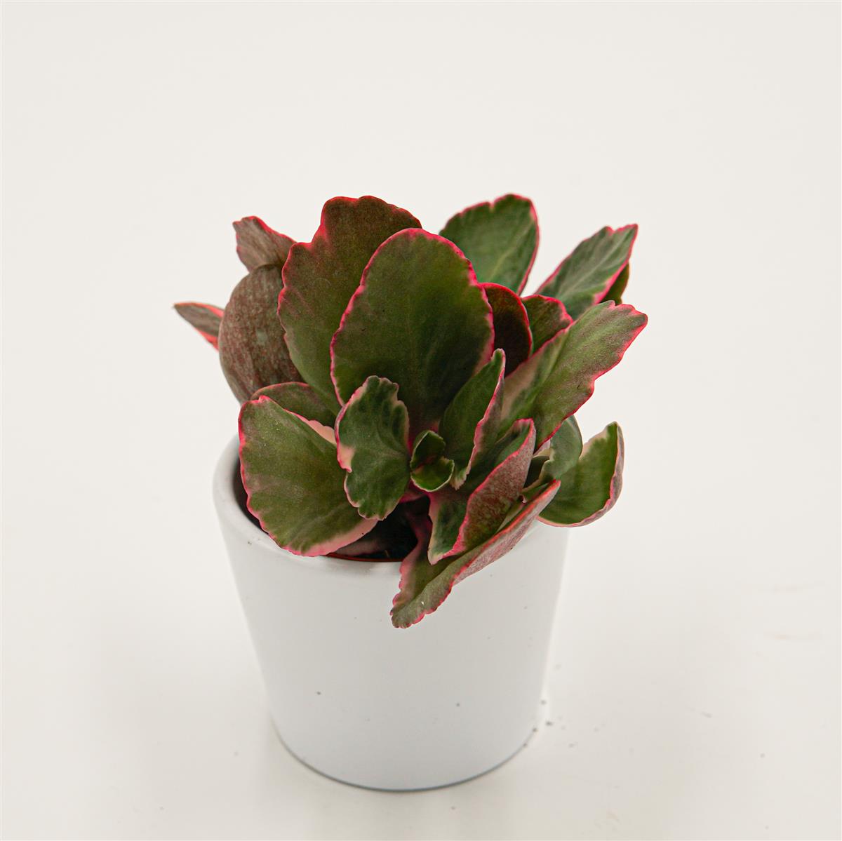 pasiora-kalanchoe-blossfeldiana-f-variegata-sukkulente-5-5cm image 2