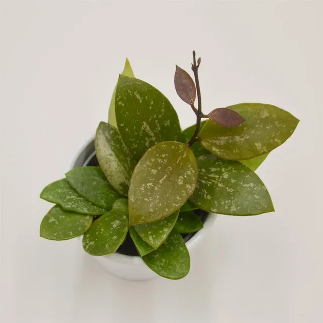 pasiora-hoya-rosita-porzellanblume-6cm-topf image 1