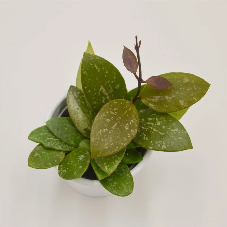 pasiora-hoya-rosita-porzellanblume-6cm-topf image 1