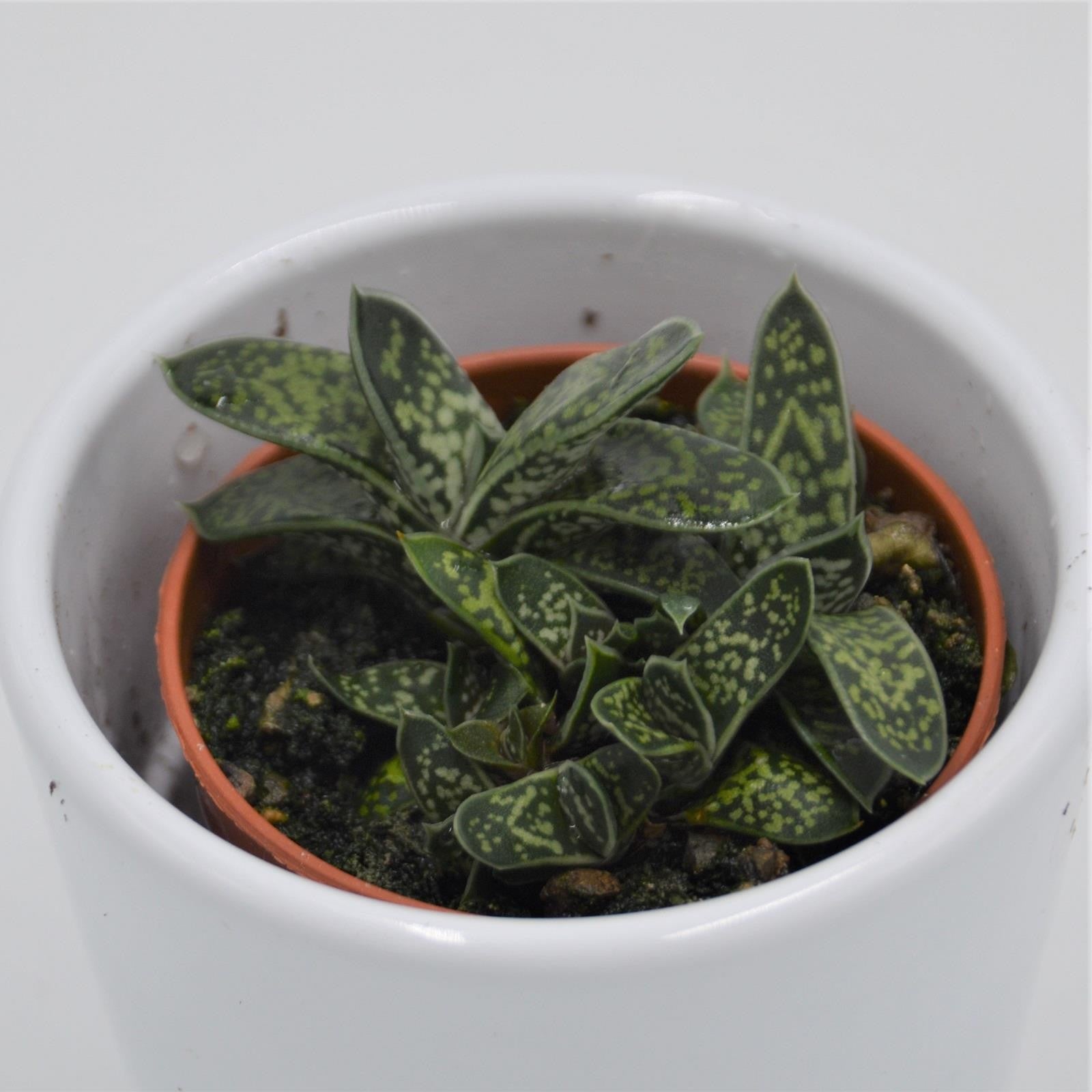 pasiora-gasteria-bicolor-var-liliputana-sukkulente-5-5cm image 1