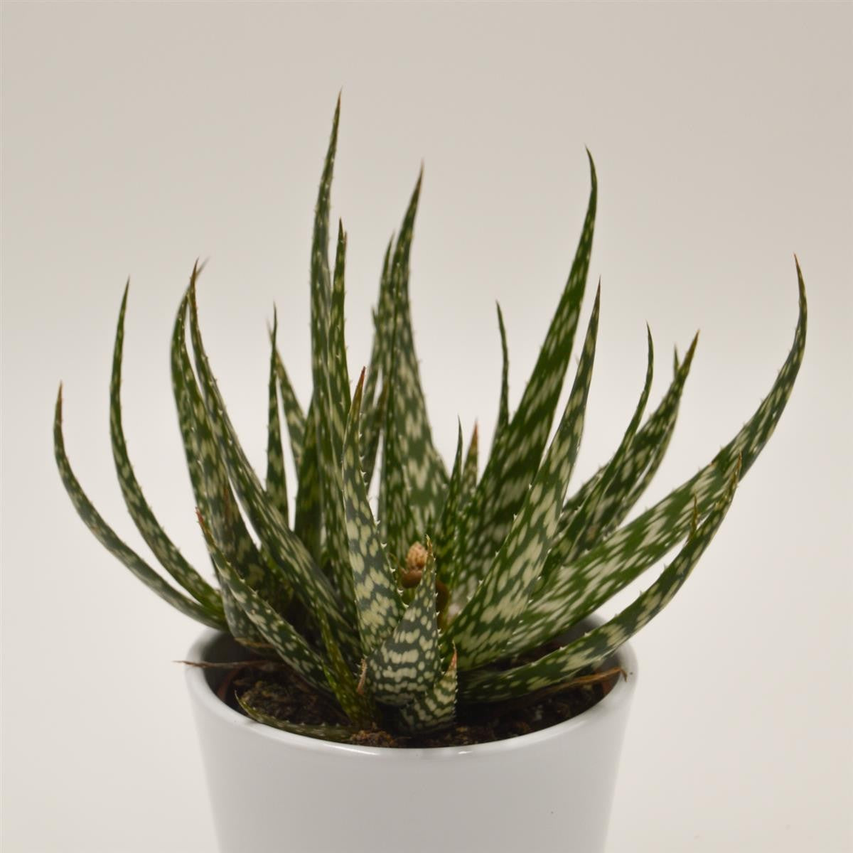 pasiora-aloe-jaco-sukkulente-10-5-cm-topf image 1