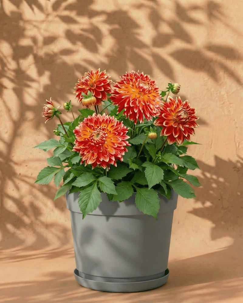 feey-dahlien-orange-rot-knollen-dahlia-akita image 8