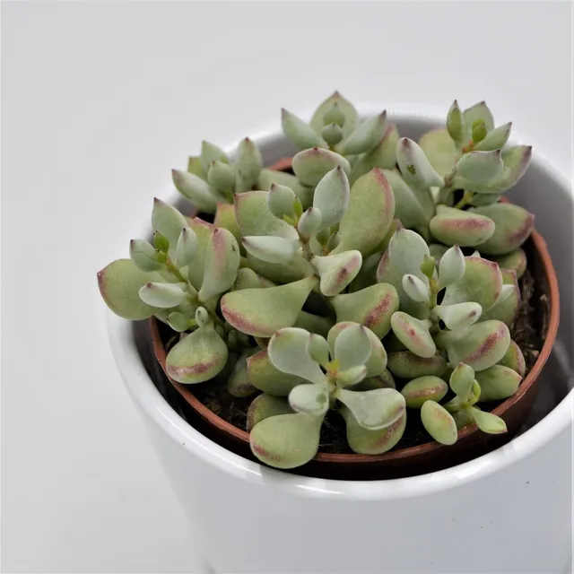 pasiora-cotyledon-pendens-sukkulente-im-8-5cm-topf image 1
