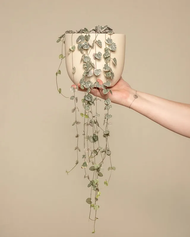 feey-leuchterpflanze-pink-variegata-ceropegia-woodii image 1