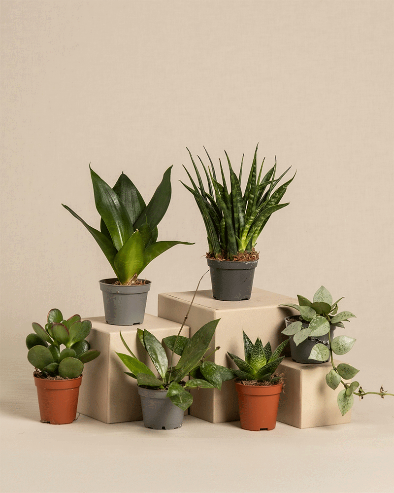 feey-sukkulenten-berraschungs-babypflanzen-6er-set-mini-pflanzen-mit-pflege-guid image 3