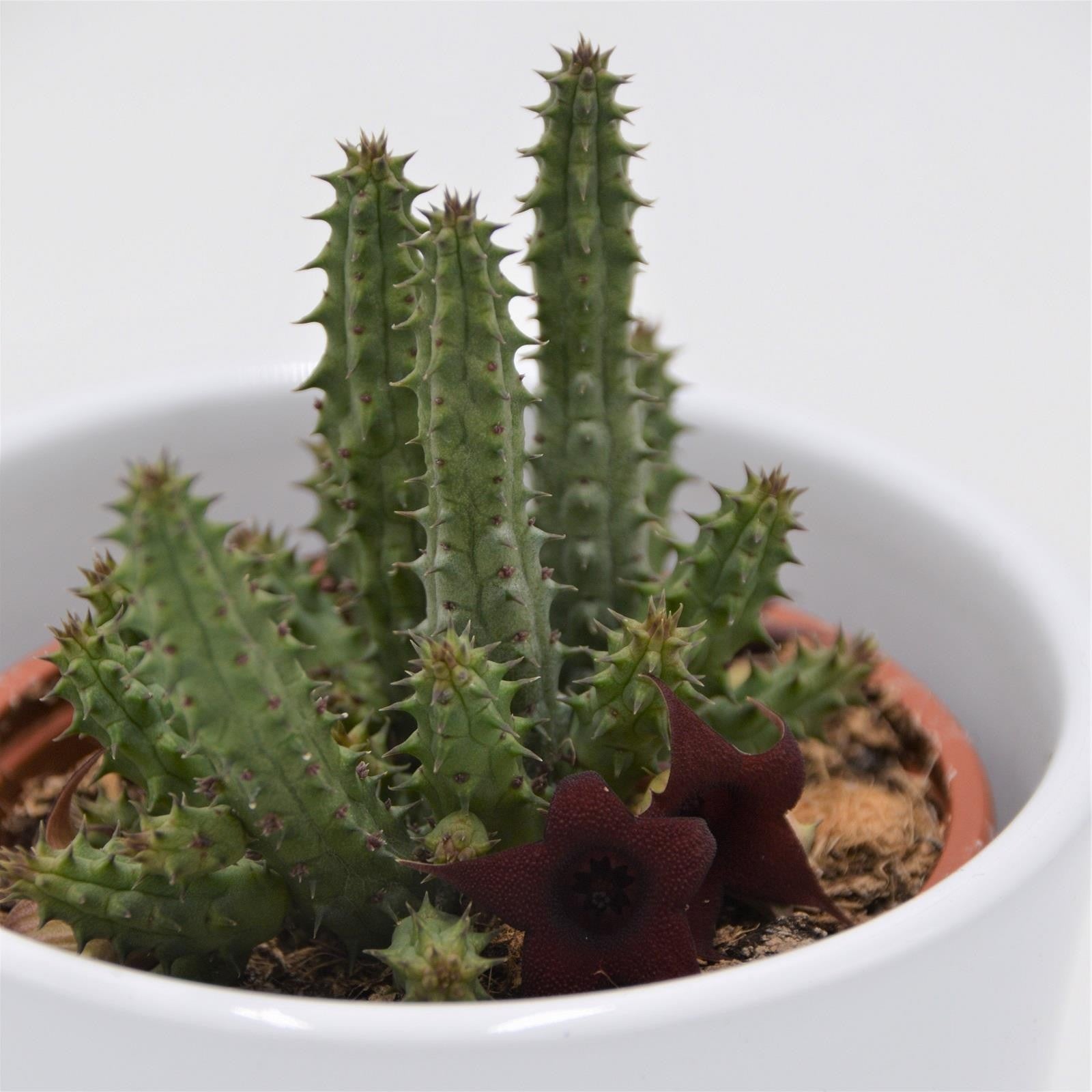 pasiora-huernia-schneideriana-temple-aasblume-8cm-topf image 2