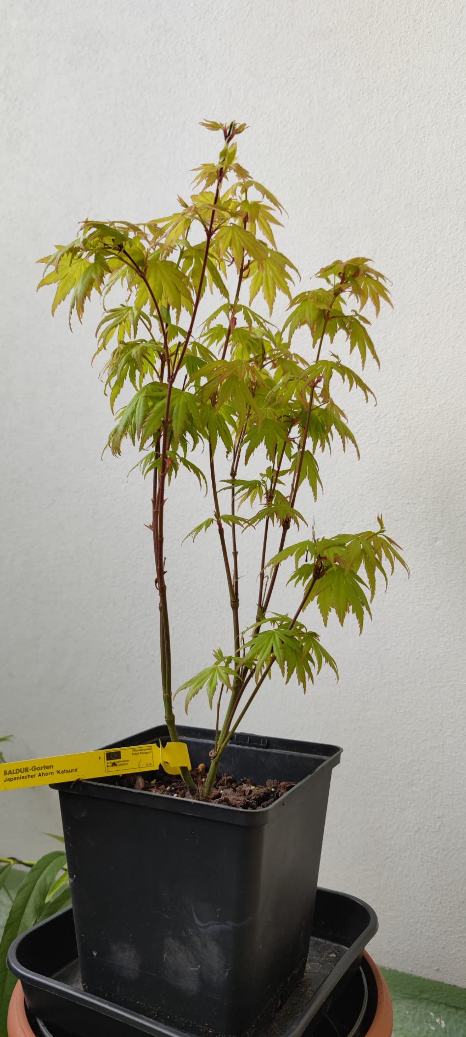 Wunderschöner kleiner Baum