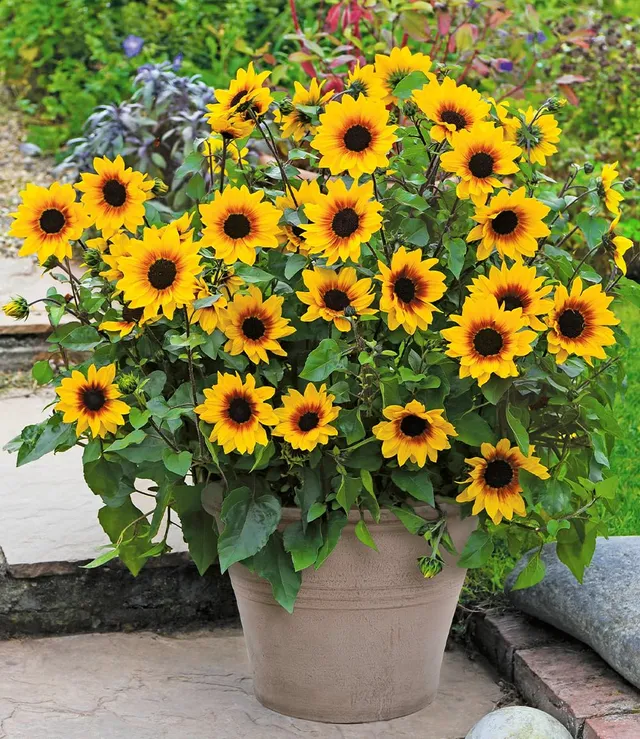 baldur-garten-balkon-sonnenblume-sunbelievable-3x-pflanze-im-12-cm-topf image 1