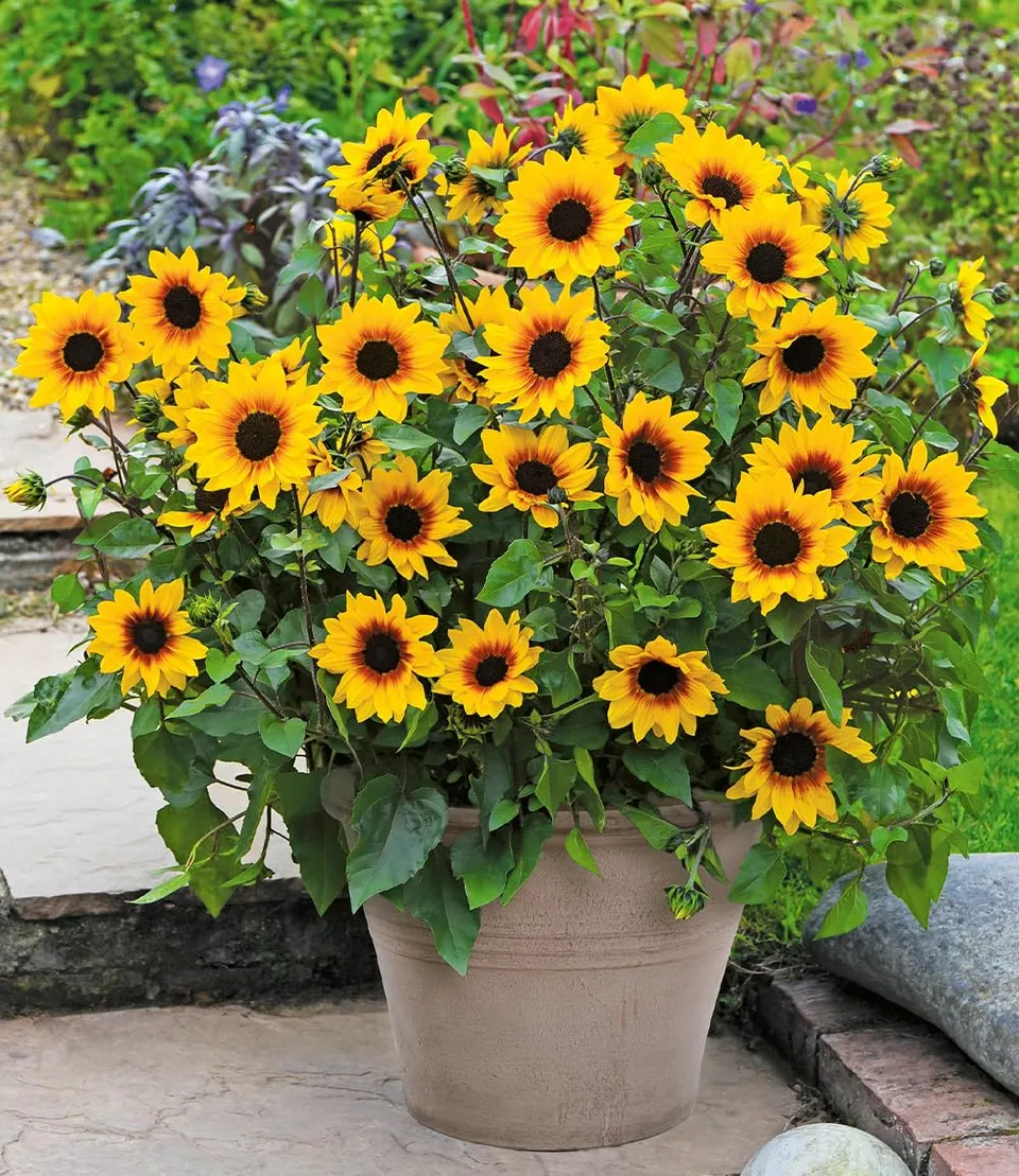 baldur-garten-balkon-sonnenblume-sunbelievable-3x-pflanze-im-12-cm-topf image 1