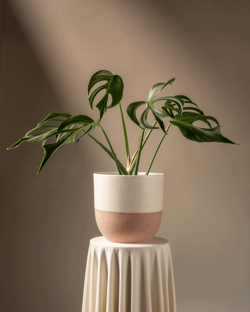 feey-monstera-burle-marx-flame-rarit-t-gro image 5