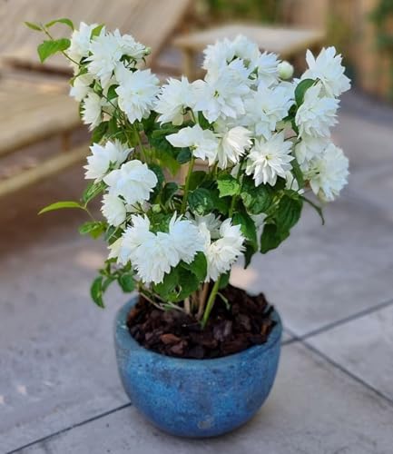 baldur-garten-duftender-gartenjasmin-pearls-of-perfume-im-9x9-cm-topf image 8