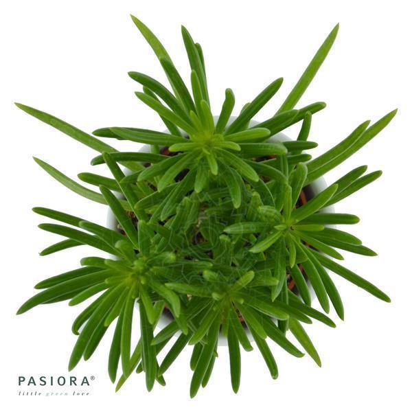 pasiora-senecio-barbertonicus-himalaya-greiskraut-im-6cm-topf image 2