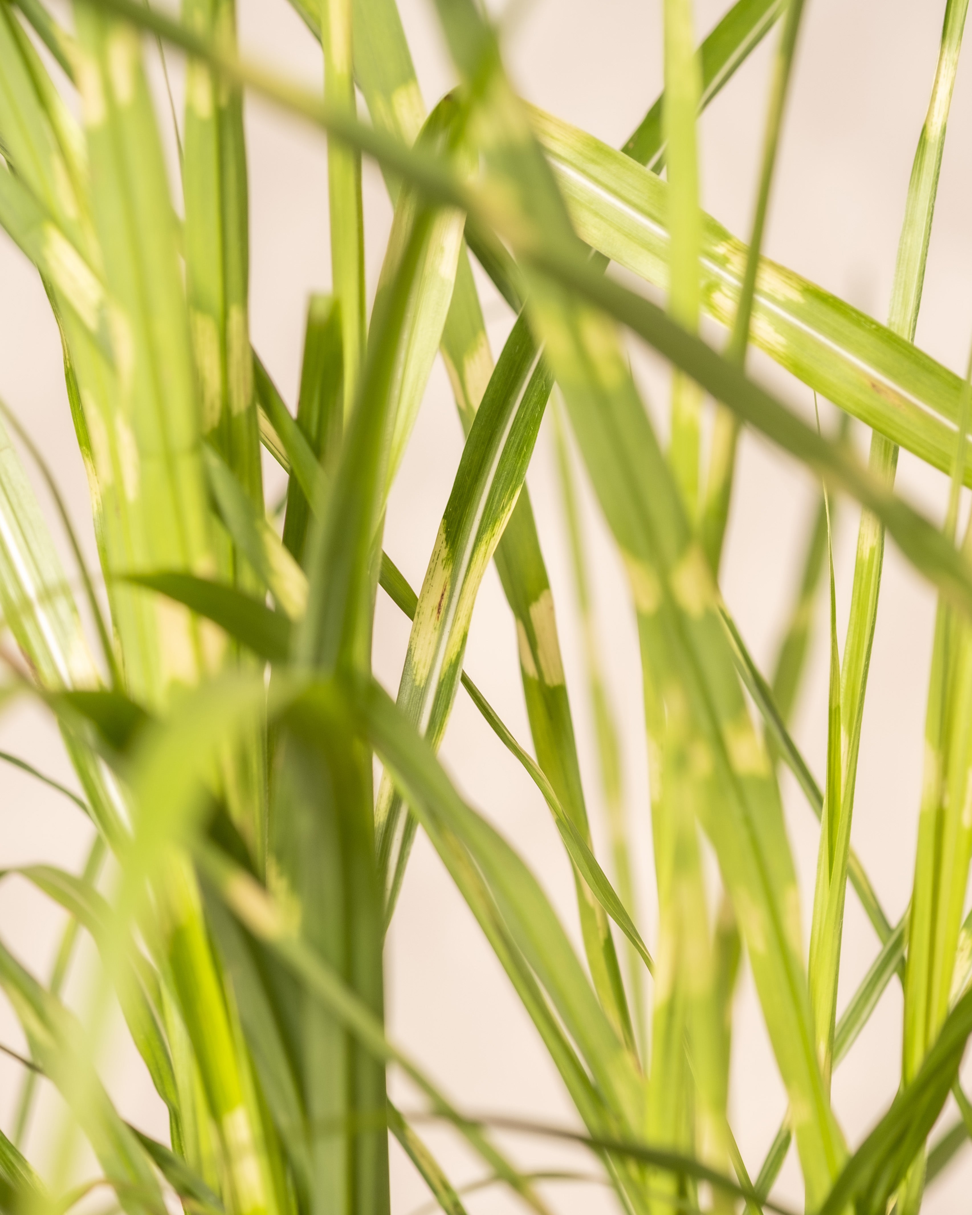feey-miscanthus-sinensis-strictus-stachelschweingras-1-2-m image 6