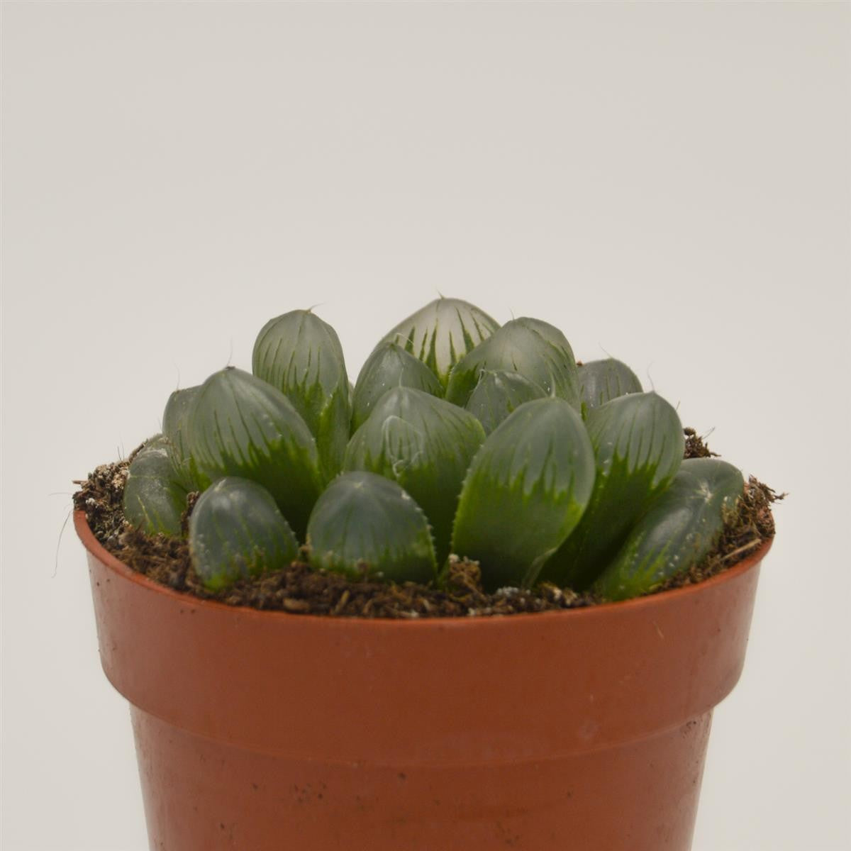pasiora-haworthia-cooperi-var-obtusa-sukkulente-8-5cm-topf image 1