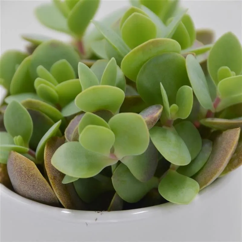 pasiora-kalanchoe-rotundifolia-sukkulente-im-6cm-topf image 1