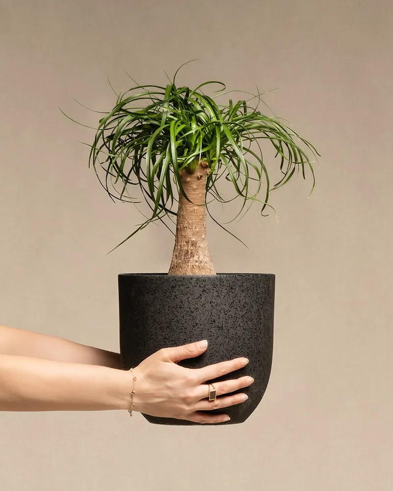 feey-elefantenfu-beaucarnea-recurvata-mittel image 1