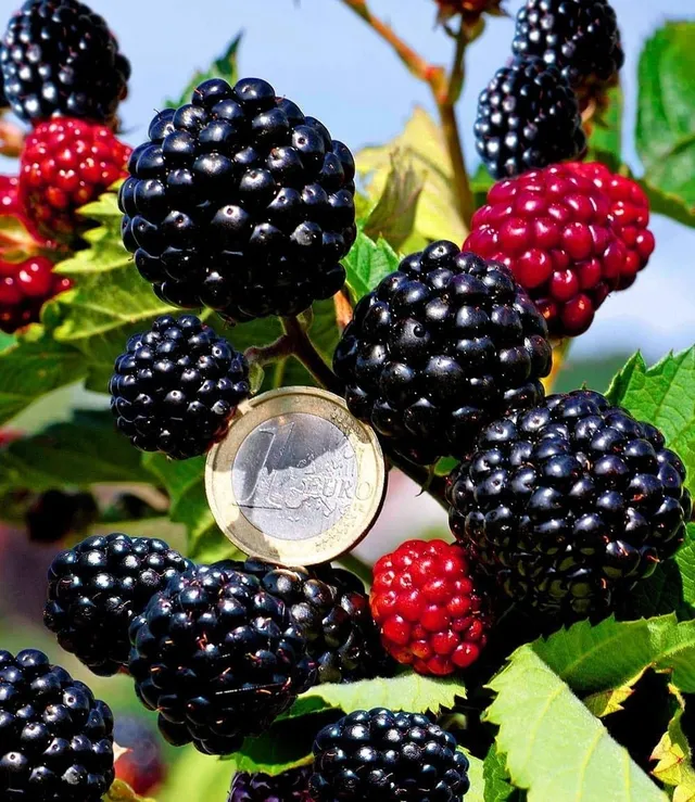 baldur-garten-zuckerbrombeere-asterina-2-liter-topf-stachellos image 1