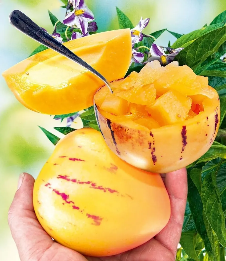baldur-garten-melonenbirne-sugar-gold-pflanze-im-10-5-cm-topf image 1