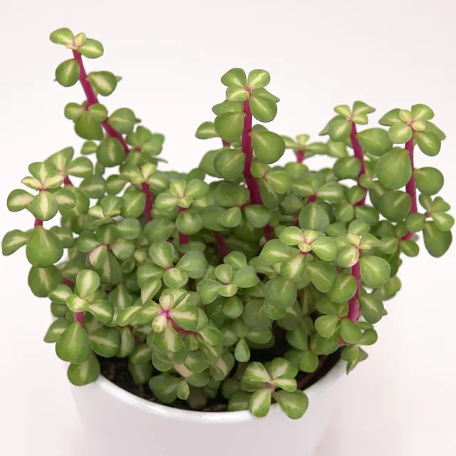 pasiora-portulacaria-afra-mediopicta-sukkulente-10-5-cm image 1