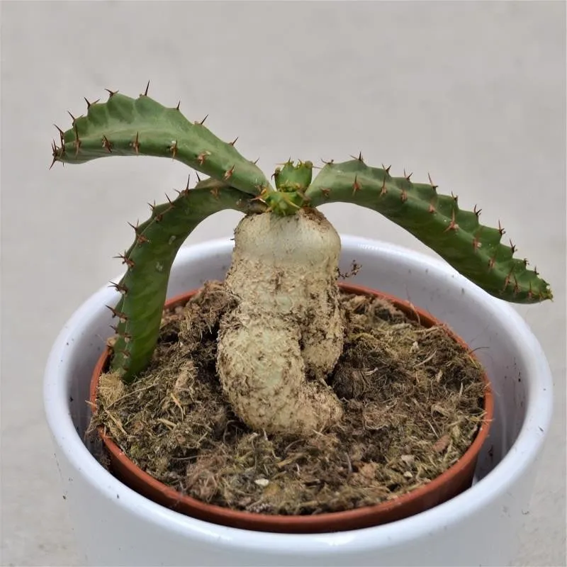 pasiora-euphorbia-stellata-caudex-sukkulente-10-5cm image 1