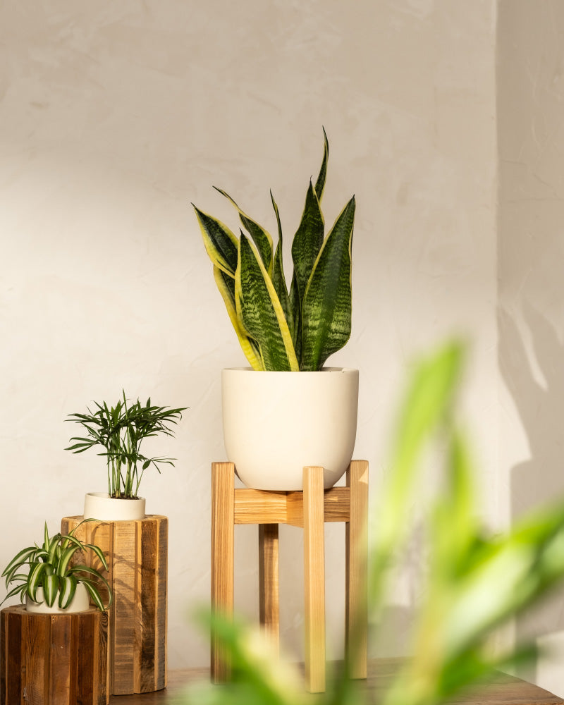 feey-schwiegermutterzunge-sansevieria-trifasciata-laurentii-zimmerpflanze image 4