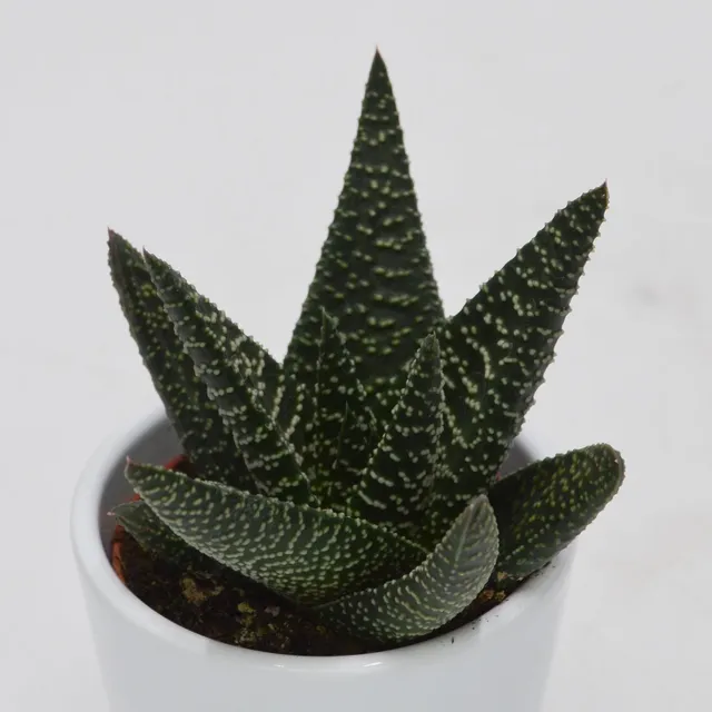 pasiora-haworthia-royal-highness-6cm-topf-sukkulente image 1