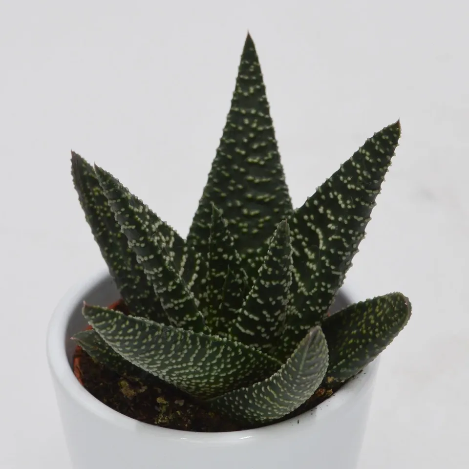pasiora-haworthia-royal-highness-6cm-topf-sukkulente image 1