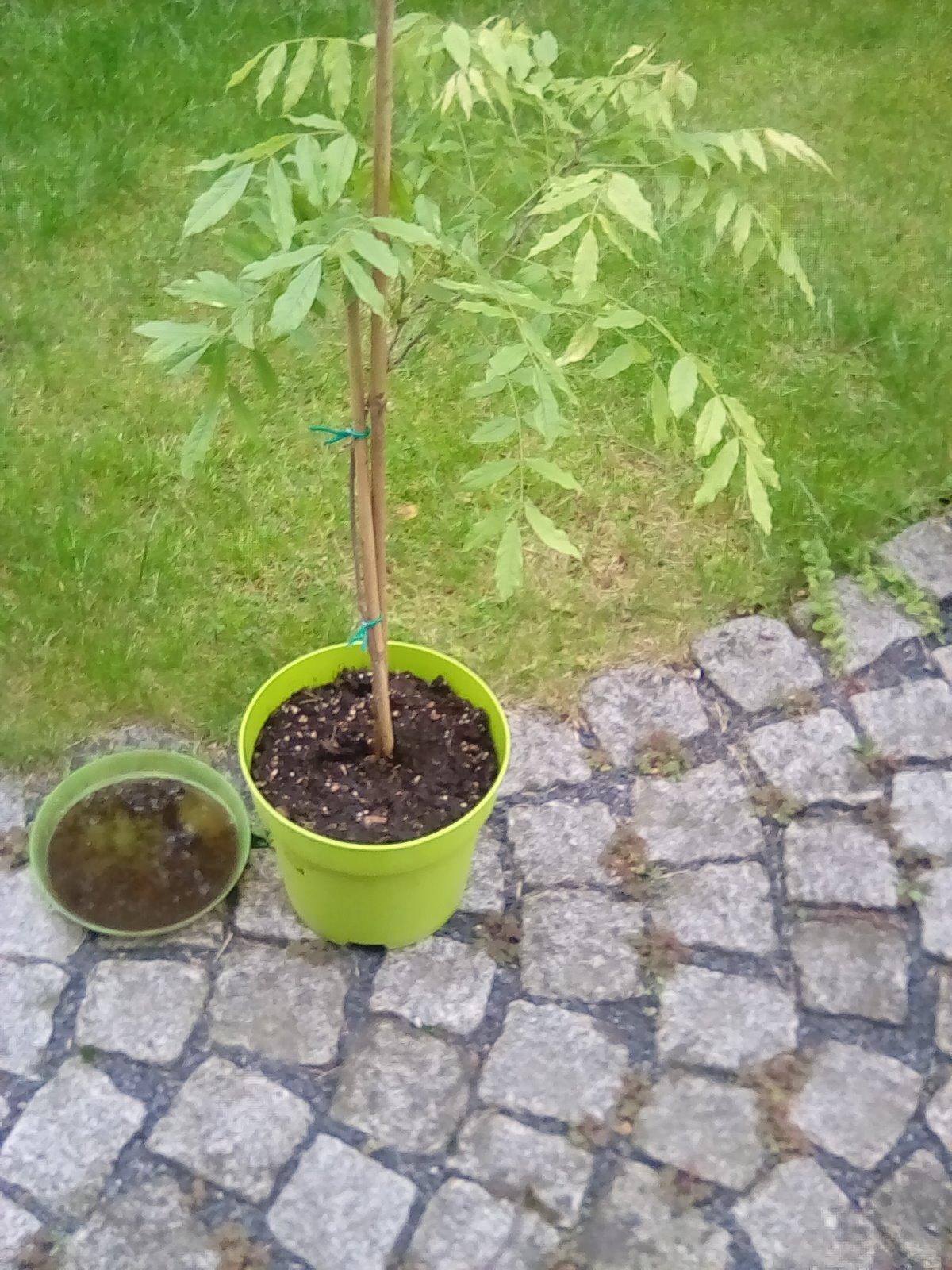Ideal für kleine Gärten